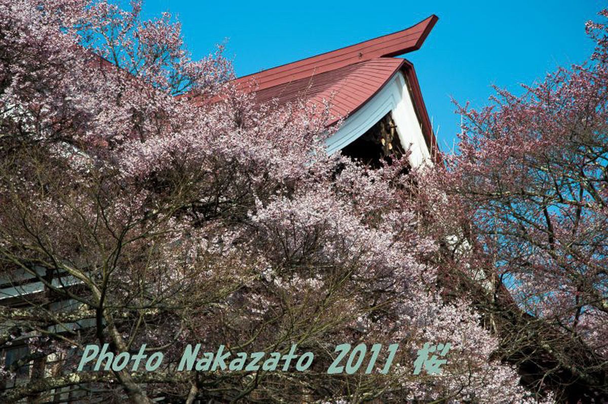 高遠の桜